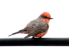 Pyrocephalus rubinus