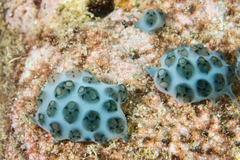 Laughing Sea Squirt photo 2