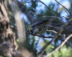 Setophaga chrysoparia