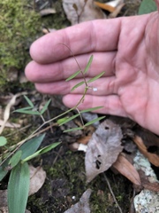 Vicia minutiflora