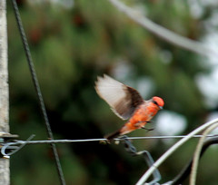Pyrocephalus rubinus