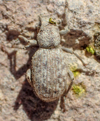 Cryptolepidus