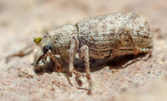 Cryptolepidus
