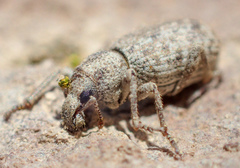 Cryptolepidus