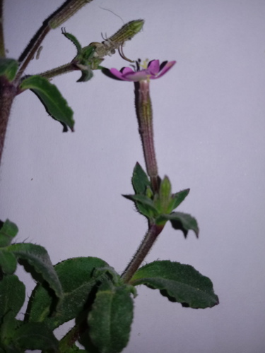 Red-Brown Catchfly