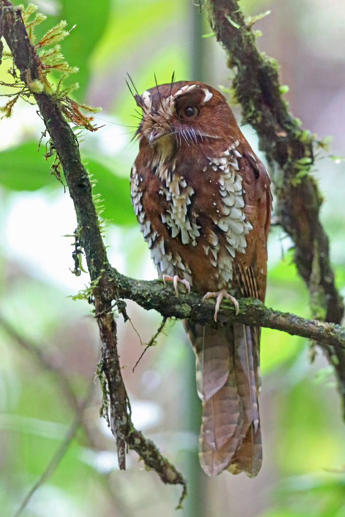 Feline Owlet-nightjar photo