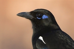 Maghreb Magpie photo 1