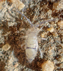 Entomobrya suzannae