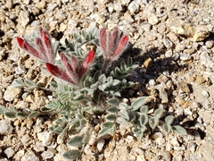 Astragalus coccineus