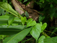 Chelymorpha cribraria