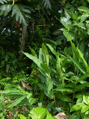 Chelymorpha cribraria