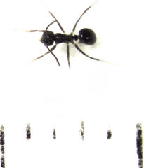 Technomyrmex jocosus
