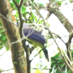 Cyanocorax affinis image