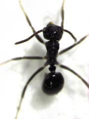 Technomyrmex jocosus
