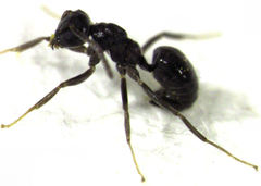 Technomyrmex jocosus