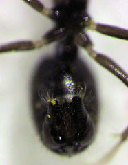 Technomyrmex jocosus