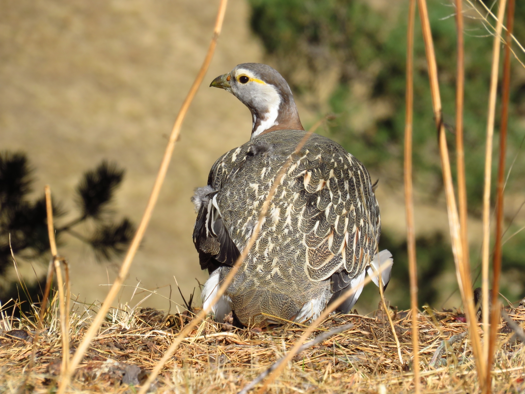 Caucasian Snowcock (Tetraogallus caucasicus), photo 3