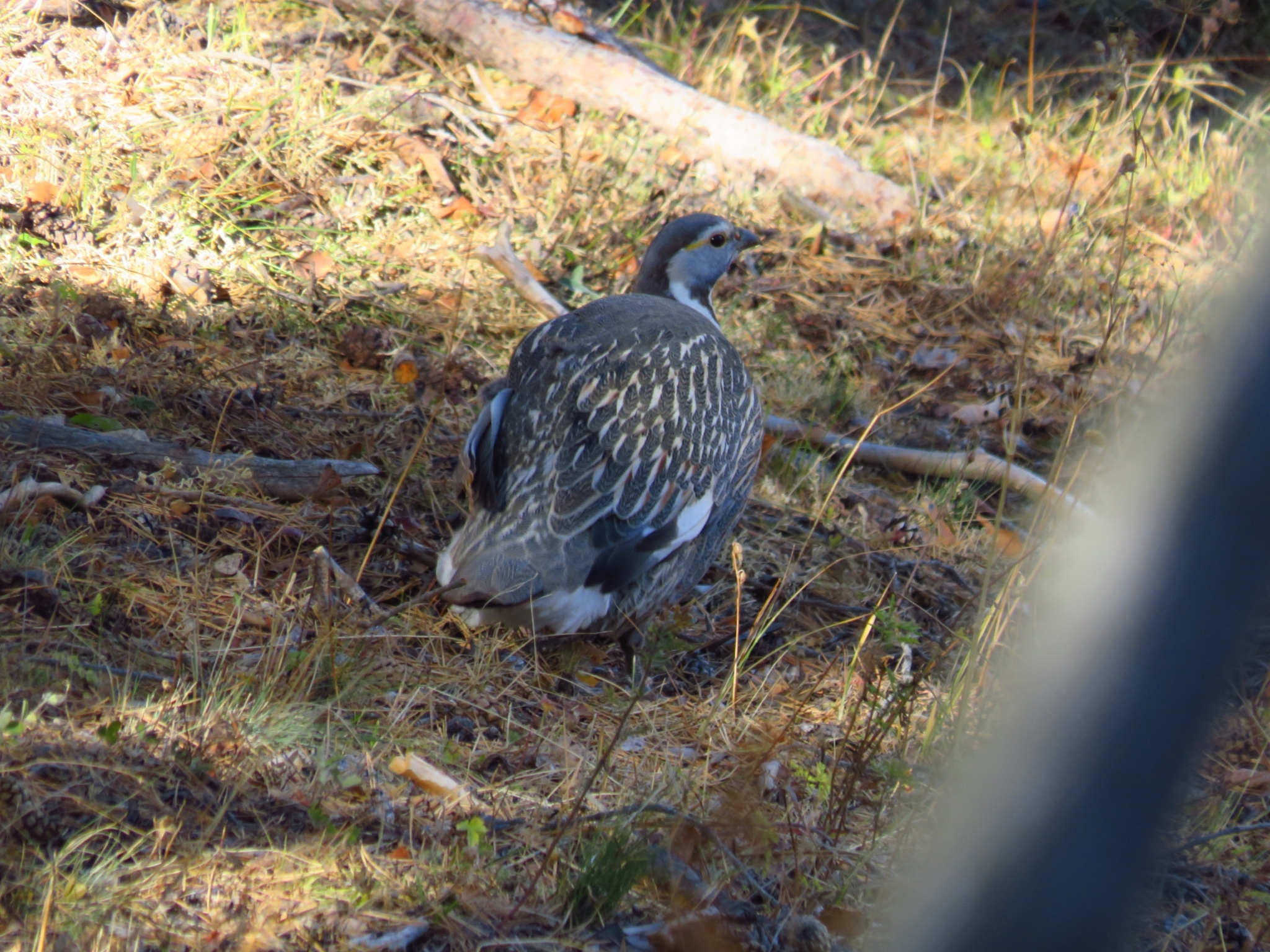 Caucasian Snowcock (Tetraogallus caucasicus), photo 4