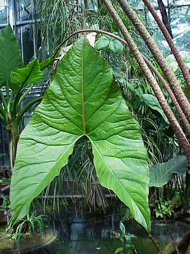 Cyrtosperma