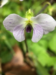 Viola nagasawae