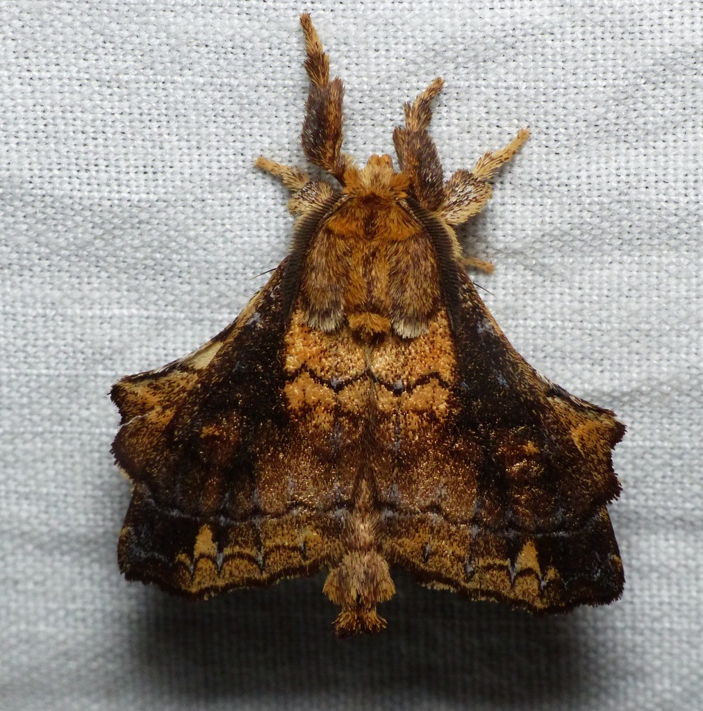 Lempirodes