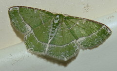 Eucyclodes insperata