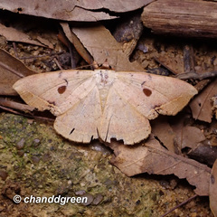 Hypopyra contractipennis