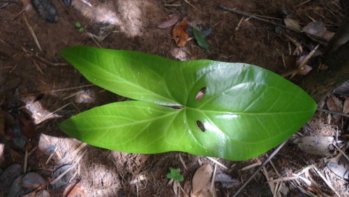 Dracontioides
