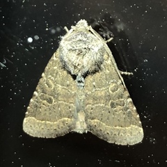 Protorthodes oviduca