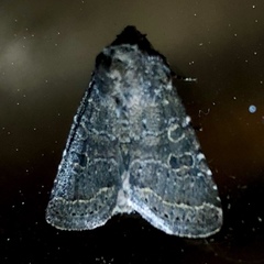 Protorthodes oviduca