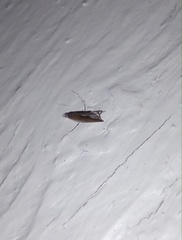 Ancylis diminuatana