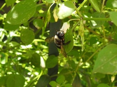 Xylocopa macrops
