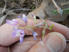 Astragalus distortus engelmannii