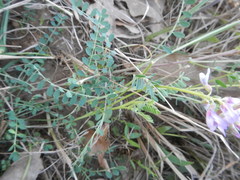 Astragalus distortus engelmannii