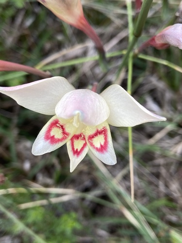 Gladiolus angustus