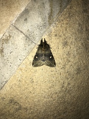 Ormiscodes amphimone