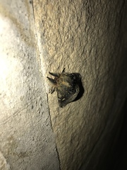 Ormiscodes amphimone