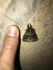 Ormiscodes amphimone