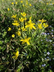 Ranunculus fascicularis