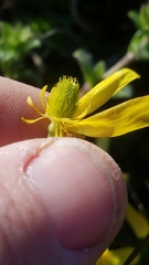 Ranunculus fascicularis