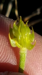 Ranunculus fascicularis