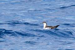 Puffinus lherminieri