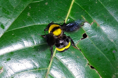 Foto von Bombus transversalis