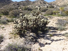 Cylindropuntia wolfii