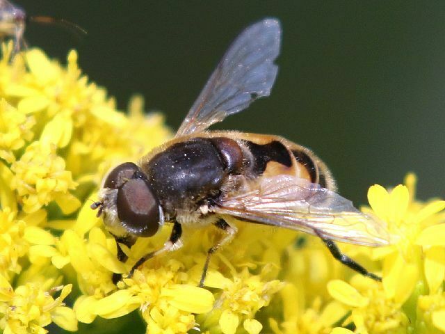 Eurasian Drone Fly from Oakland Lake Wildflower Meadow, Bayside, Queens ...