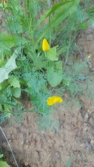 Eschscholzia ramosa