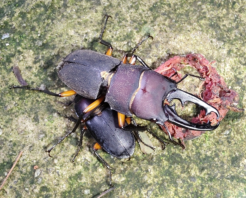 Leptinopterus femoratus