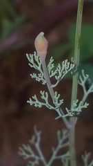 Eschscholzia ramosa