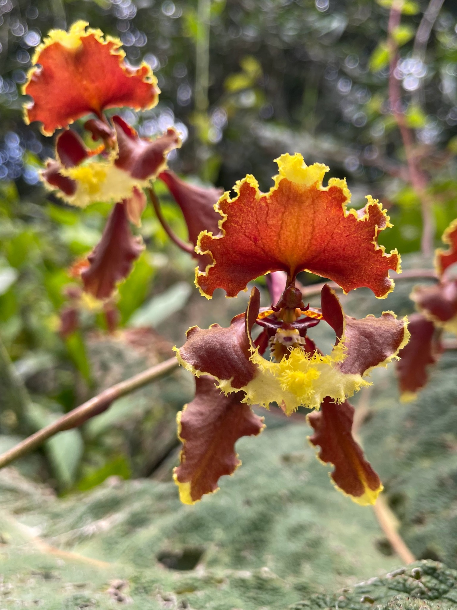 Cyrtochilum serratum (Lindl.) Kraenzl.