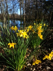 Narcissus × odorus